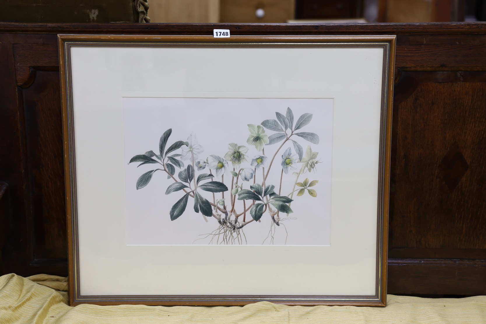 Claire Dalby RE RWS, (b.1944), watercolour, Study of hellebores, signed and dated 1989, 30 x 41.5cm